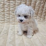 Baul-male-bichon-frise-puppy-for-sale- (5)