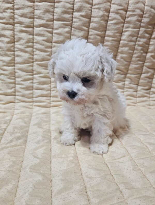 Baul Bichon Frise Baul Bichon Frise