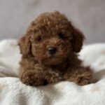 Bed-male-toy-poodle-puppy-for-sale-1 (1)