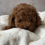 Bed-male-toy-poodle-puppy-for-sale-1 (2)