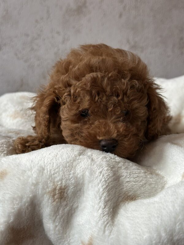 Bed Toy Poodle Bed Toy Poodle
