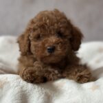 Bed-male-toy-poodle-puppy-for-sale-1 (3)