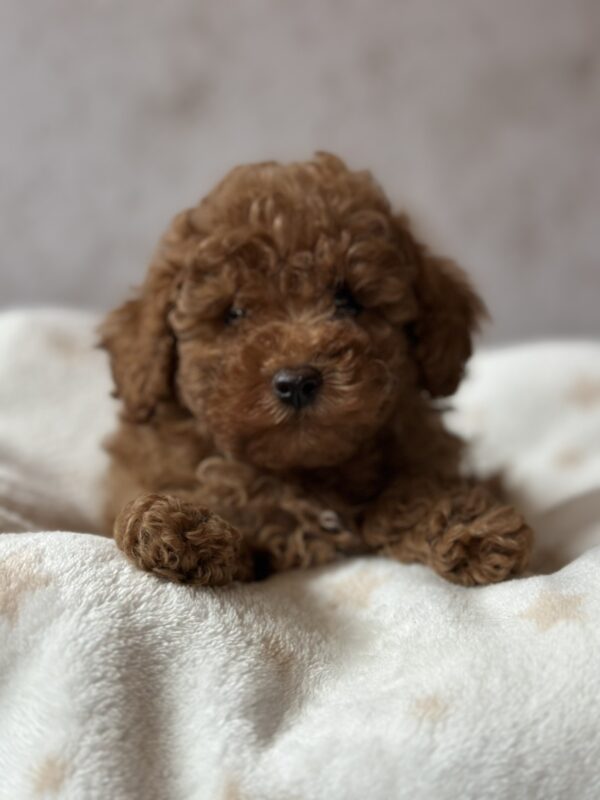 Bed Toy Poodle Bed Toy Poodle