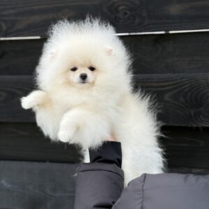 Benjamin Pomeranian Benjamin Pomeranian