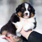 Benji-male-Australian-Shepherd-puppy-for-sale-1