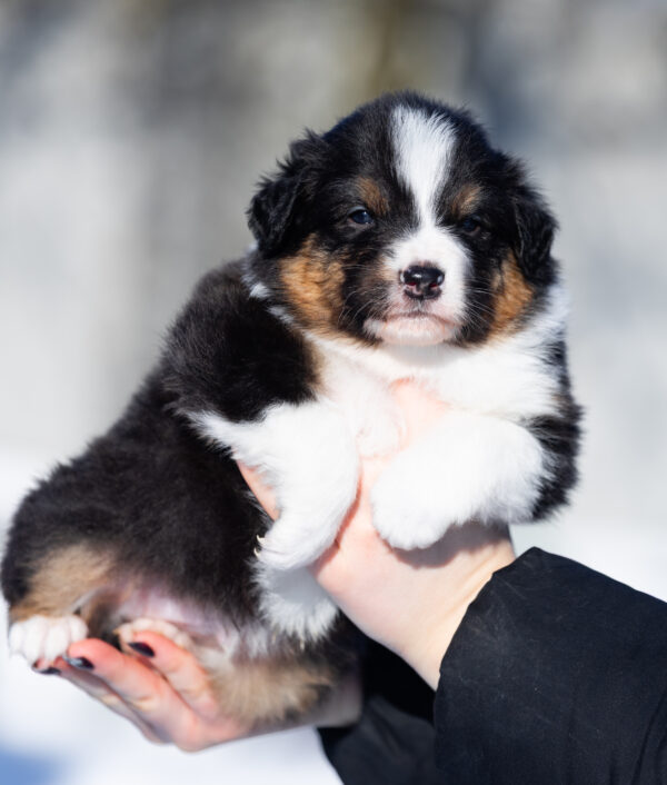 Benji Australian Shepherd Benji Australian Shepherd