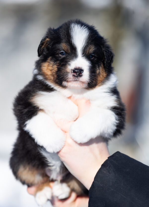 Benji Australian Shepherd Benji Australian Shepherd