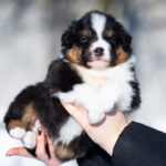 Benji-male-Australian-Shepherd-puppy-for-sale-3