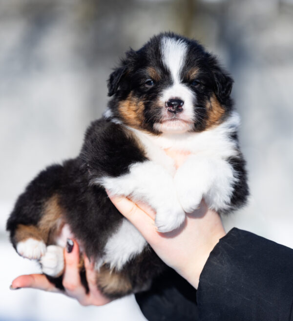 Benji Australian Shepherd Benji Australian Shepherd