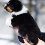 Benji-male-Australian-Shepherd-puppy-for-sale-4