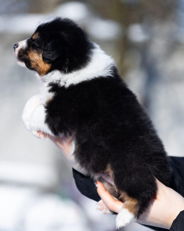 Benji Australian Shepherd Benji Australian Shepherd