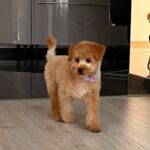 Benji-male-maltipoo-puppy-for-sale- (1)