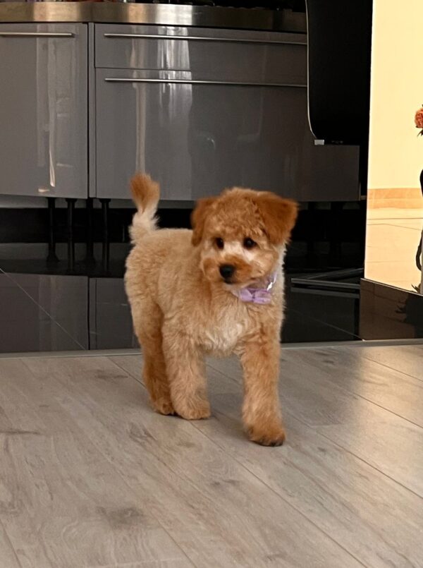 Benji Maltipoo Benji Maltipoo