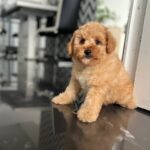 Benji-male-maltipoo-puppy-for-sale- (1)