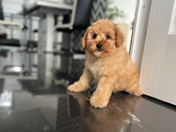 Benji Maltipoo Benji Maltipoo