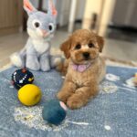 Benji-male-maltipoo-puppy-for-sale- (2)