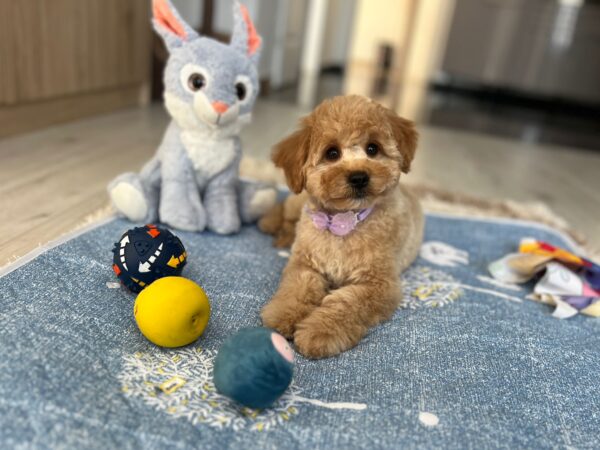 Benji Maltipoo Benji Maltipoo