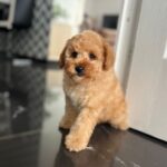 Benji-male-maltipoo-puppy-for-sale- (2)