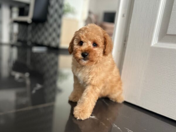 Benji Maltipoo Benji Maltipoo