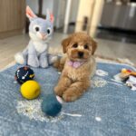 Benji-male-maltipoo-puppy-for-sale- (3)