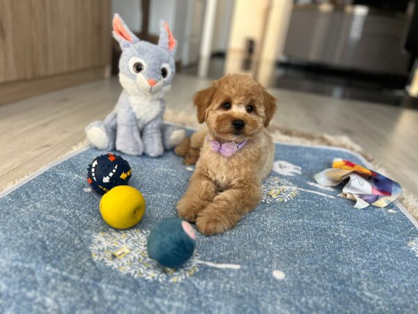 Benji Maltipoo Benji Maltipoo