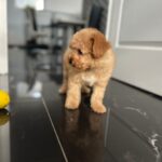 Benji-male-maltipoo-puppy-for-sale- (3)