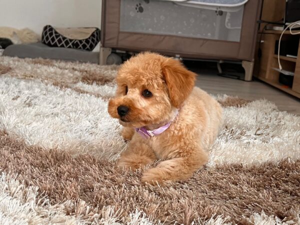 Benji Maltipoo Benji Maltipoo