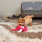 Benji-male-maltipoo-puppy-for-sale- (5)