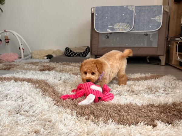 Benji Maltipoo Benji Maltipoo