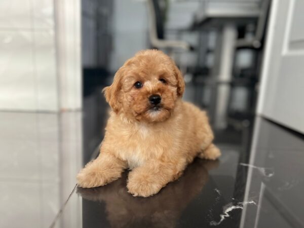 Benji Maltipoo Benji Maltipoo