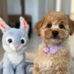 Benji-male-maltipoo-puppy-for-sale- (6)