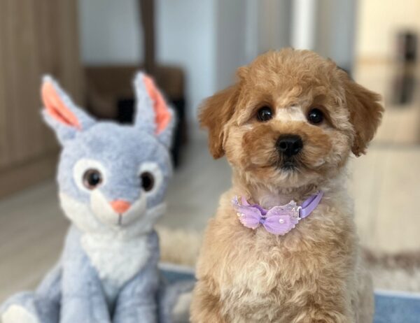 Benji Maltipoo Benji Maltipoo