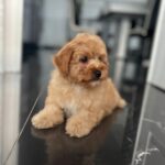 Benji-male-maltipoo-puppy-for-sale- (6)