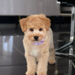 Benji-male-maltipoo-puppy-for-sale- (7)