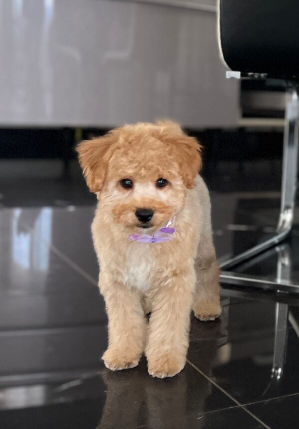 Benji Maltipoo Benji Maltipoo