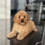 Benji-male-maltipoo-puppy-for-sale- (7)