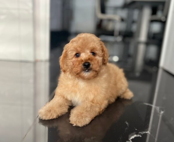 Benji Maltipoo Benji Maltipoo