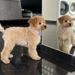 Benji-male-maltipoo-puppy-for-sale- (8)
