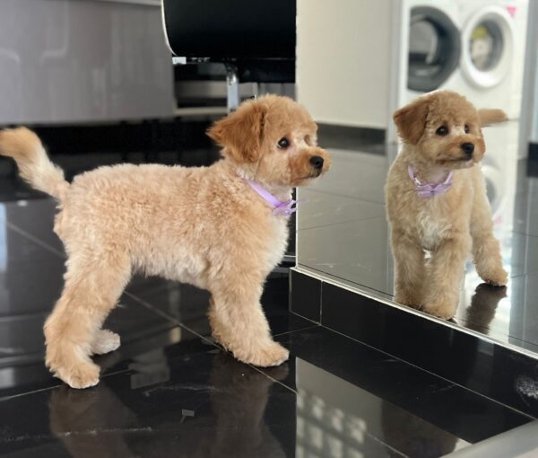 Benji Maltipoo Benji Maltipoo