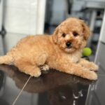 Benji-male-maltipoo-puppy-for-sale- (8)