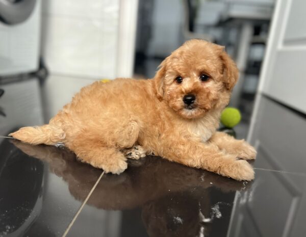 Benji Maltipoo Benji Maltipoo