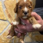 Bentley-male-cavapoo-puppy-for-sale- (1)