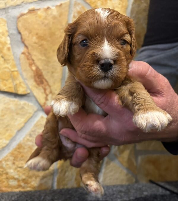 Bentley Cavapoo Bentley Cavapoo