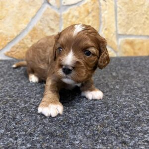 Bentley Cavapoo Bentley Cavapoo