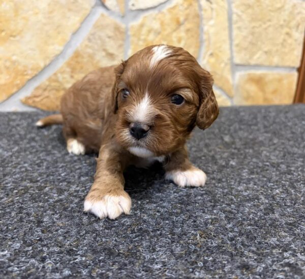 Bentley Cavapoo Bentley Cavapoo