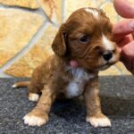 Bentley-male-cavapoo-puppy-for-sale- (3)