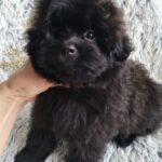 Bernis-female-pomapoo-puppy-for-sale-1 (1)