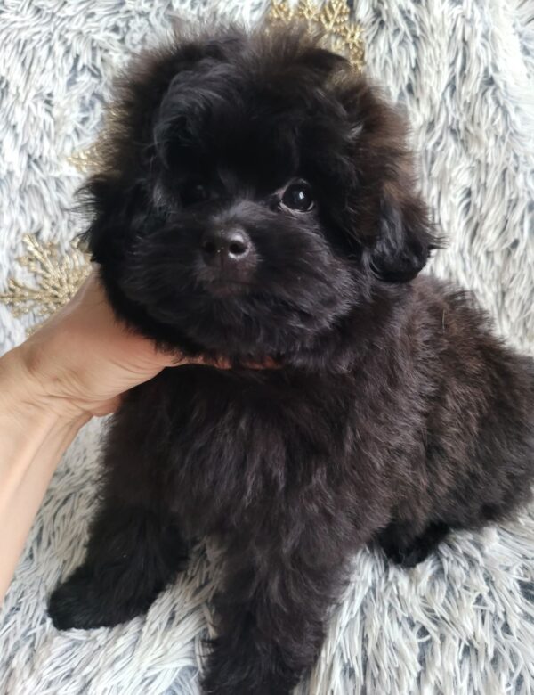 Bernis Pomapoo Bernis Pomapoo