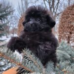 Bernis-female-pomapoo-puppy-for-sale-1 (2)