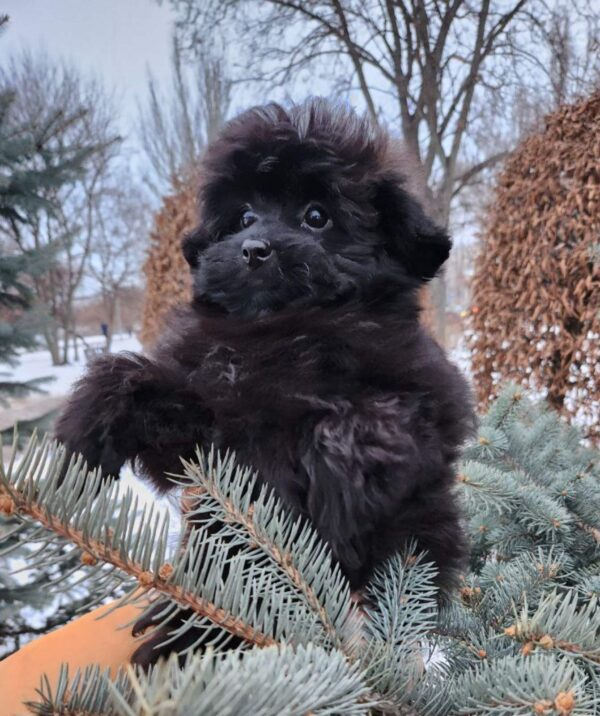 Bernis Pomapoo Bernis Pomapoo